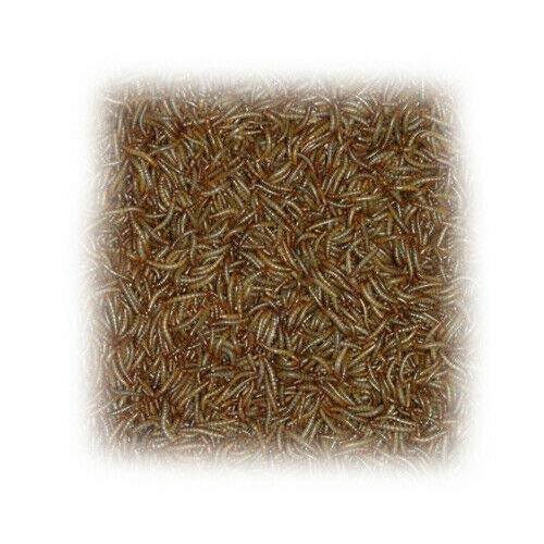 Terra-Discount 1000 g Mehlwürmer Futterinsekten Mehl Würmer Futtertiere 1 kg von Vanstart