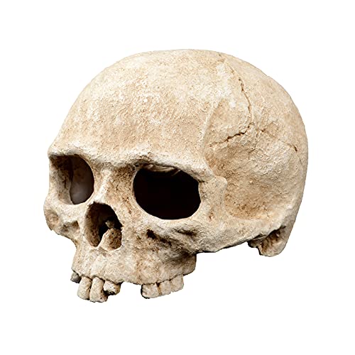 Terratlantis TD Skull 2 von Terratlantis