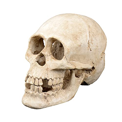 Terratlantis TD Skull von Terratlantis