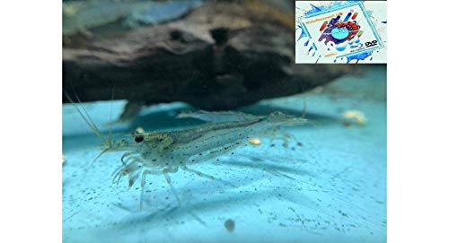 Topbilliger Tiere Amano Garnele Caridina multidentata 2-4 cm 10x von Topbilliger Tiere