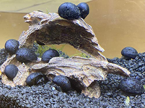 Topbilliger Tiere Anthrazit - Napfschnecke Stahlhelmschnecke 5X Aquarium von Topbilliger Tiere