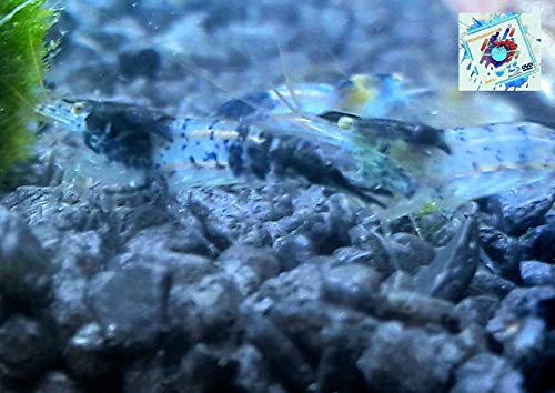 Topbilliger Tiere Blue Carbon Rili Garnele - Neocaridina davidi 5X von Topbilliger Tiere