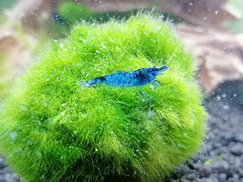 Topbilliger Tiere Blue Dream - Velvet Garnele - Neocaridina davidi 3X von Topbilliger Tiere