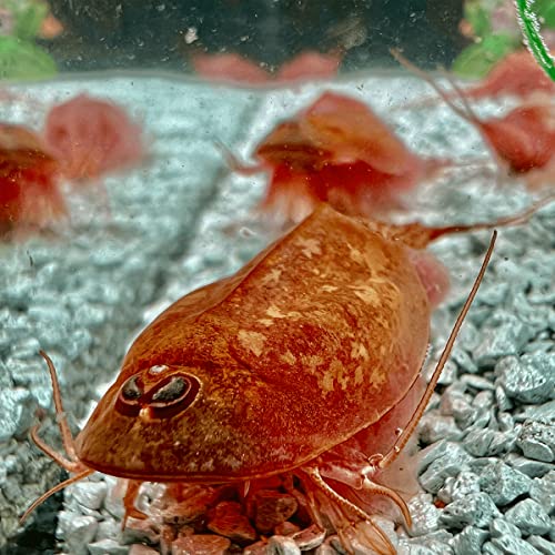 Triops Beni Kabuto ebi Albino Urzeitkrebse Starter Set Ultra ca. 300 Urzeitkrebs-Eiern / Zysten von Triops King aus Deutschland, Anleitung zur Zucht und Jungtier-Futter und viel Futter - Züchte deine eigenen Urzeitkrebse bei dir zu Hause im Aquarium von Triops King