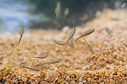 Triops King Feenkrebse Streptocephalus sealii Urzeitkrebse Zuchtansatz 300 Eier von Triops King