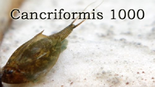 Triops King Triops Cancriformis Urzeitkrebse Starter Set mit ca. 1000 Urzeitkrebs-Eiern/Zysten Deutschland, Anleitung zur Zucht und Jungtier-Futter - Züchte jetzt Deine eigenen Urzeitkrebse von Triops King