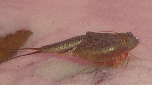 Triops Newberryi Zuchtansatz 50 Eier von Triops King