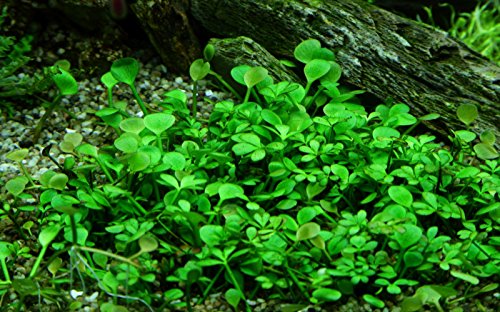 Tropica 1-2-GROW! Zwergkleeblatt/Marsilea hirsuta von TROPICA