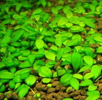 Tropica 1-2-GROW! Australisches Zungenblatt/Glossostigma elatinoides von TROPICA