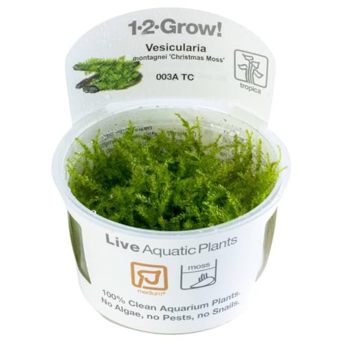 Tropica 1-2-GROW! Christmas Moss/Vesicularia dubyana 'Christmas' von AquaPlants