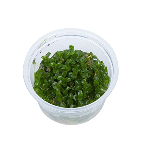 Tropica 1-2-Grow! Bacopa caroliniana 1 Stück von TROPICA