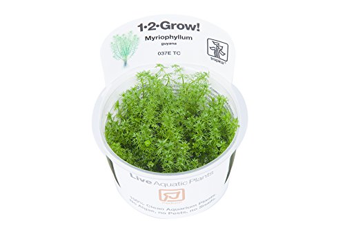 Tropica 1-2-Grow! Myriophyllum Guyana 1 Stück von TROPICA