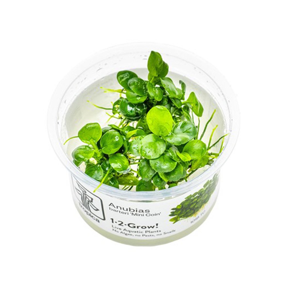 Tropica Aquariumpflanze Anubias barteri Mini Coin Tropica Aquariumpflanze Anubias barteri Mini Coin von Tropica