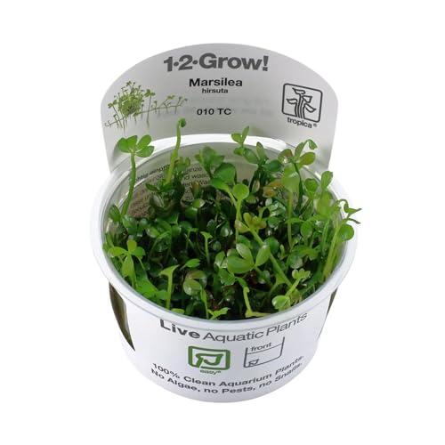 Tropica Marsilea hirsuta 1-2-GROW! von TROPICA