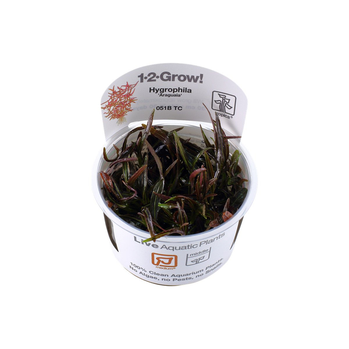 Tropica Stängelpflanze Hygrophila lancea Araguaia Tropica Stängelpflanze Hygrophila lancea Araguaia von Tropica