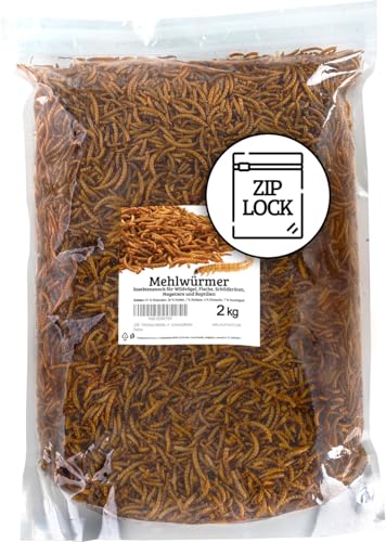 UGF - Premium Mehlwürmer 2kg, Druckverschlussbeutel, Insektensnack für Vögel, Hamster, Igel, Nagetiere, Eidechsen, Schildkröten - Universalfutter von UGF Underground Food