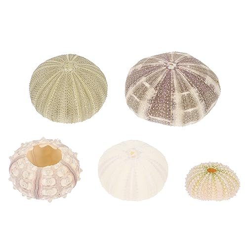 ULTECHNOVO 5 Stücke Seeigel Muscheln Gehäuse Schalen Aquarium Deko Tillandsien Halterung Luftpflanzen Ständer Halter Aufhänger Sukkulenten Blumentopf DIY Nachtlicht Pflanzenhalter Kaktus Topf von ULTECHNOVO