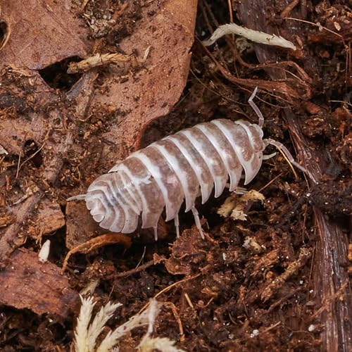 Armadillidium maculatum „Chocolate“ Assel | DNZ (100 STK.) von USCAPE