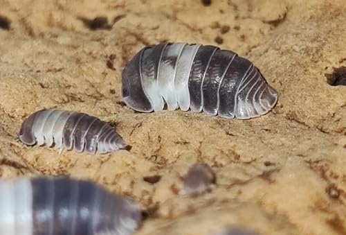 Cubaris sp. Panda King - 100 Stück - Assel - Isopoden - Raritäten für Dein Terrarium - DNZ von USCAPE