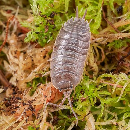 USCAPE Porcellio laevis “Black” Assel - DNZ - 100 STK. von USCAPE