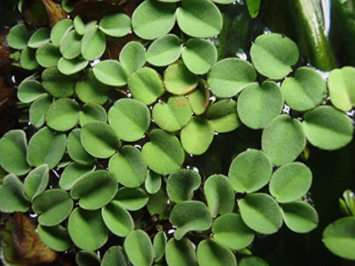 Kleiner Büschelfarn - Kleinohriger Schwimmfarn/Salvinia auriculata - Aquarium schwimmende Pflanzen von Unbekannt