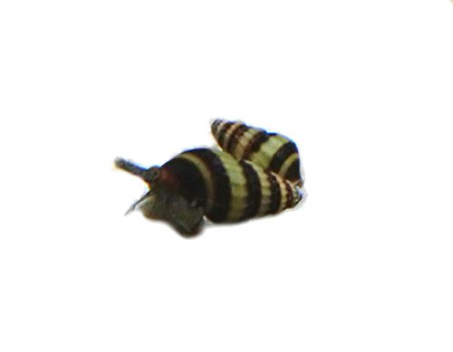 Unbekannte Raubschnecke 5 Stück - Aquarium-Schnecke - Aquarien-Schneckenkontrolle - Beige/Braun - Styropor von Unbekannt