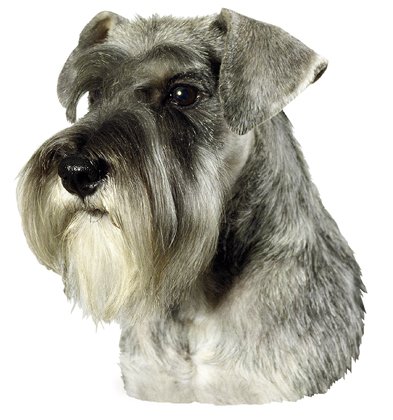 Schnauzer, Pfeffer Pin von Unbekannt