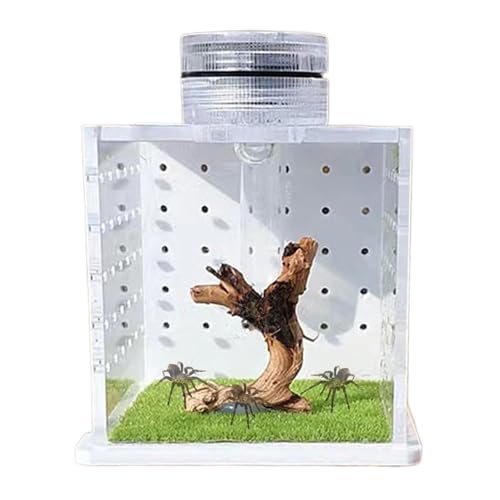 Jumping Spider Terrarium, Clear Frog Tank Cage, Small Reptile Enclosure, Lightweight Breeding Box, Reptile Tank with Light and Humidifier for Spiders and Frogs von Ungtyb