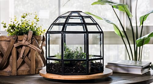 Urban Born Glas-Terrarium, Vogelkäfig, handgefertigt, verschiedene Größen und Ausführungen erhältlich Large Urban Black Urban Born Glas-Terrarium, Vogelkäfig, handgefertigt, verschiedene Größen und Ausführungen erhältlich Large Urban Black von Urban Born