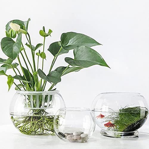 Vaguelly Desktop-Dekor Groß Schreibtisch-Container Goldfischglas Glasschalen Transparent Fischglas Pflanzen Für Tischdeko (15Cm) Kugel Vase Schreibtischaufsatz Statuendekor von Vaguelly