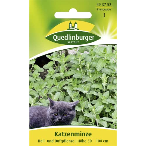 Katzenminze, Nepeta cataria, ca. 50 Samen von Quedlinburger