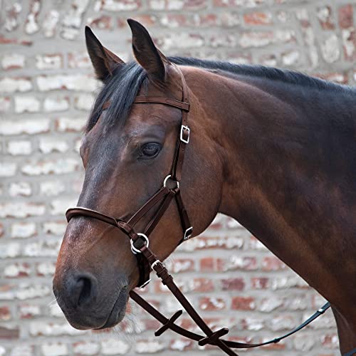 LINDA TELLINGTON JONES Lindel Warmblut, braun von WALDHAUSEN