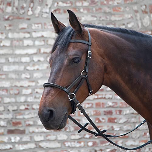 LINDA TELLINGTON JONES Lindel Warmblut, schwarz von WALDHAUSEN