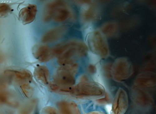 10 x 180ml Lebendfutter, Lebende Wasserflöhe/Daphnia von WFW wasserflora