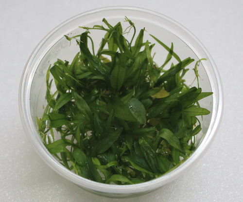 In-Vitro Ranalisma rostratum -  kleiner, hellgrüner Bodendecker von WFW wasserflora
