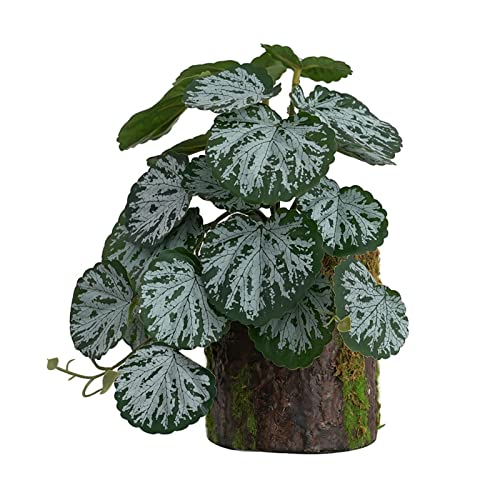 WHFCBJBW Habitat for Decor Habitat Decor Bonsai für Eidechsen Geckos Frosch von WHFCBJBW