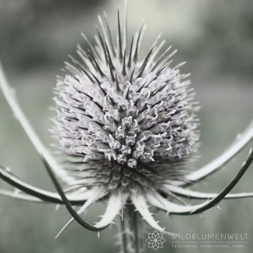 Wilde Karde | Dipsacus fullonum in Bio-Qualität (torffrei), natürliche Tränke, optisch EIN absolutes Highlight, im 0,69L Topf, Wildpflanze, liebevolle Handarbeit (10er Set) von WILDBLUMENWELT