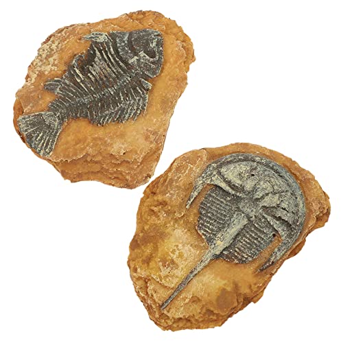 WOONEKY 8 STK simuliertes Harzfossil Eidechsenspielzeug Reptilienhaut Meeresschildkrötenspielzeug Reptile Decor Snake Box Ornaments Krabbelterrarium Dekore Schlangen-Reptilien-Dekore von WOONEKY