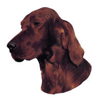 Großer Aufkleber, 2er Packung [Irish Setter] von WORLD STICKERS K.H.S.Dekal