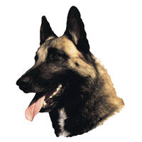 Großer Aufkleber, 2er Packung [Malinois] von WORLD STICKERS K.H.S.Dekal