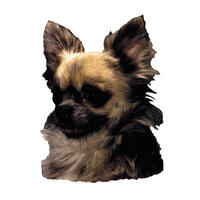 Kleine Aufkleber 4er Packung [Chihuahua] von WORLD STICKERS K.H.S.Dekal