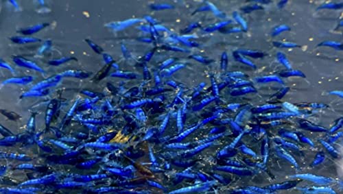 3 Blue/Black Rili Garnele - Blue Carbon Rili - Neocaridina davidi von WaterPlants