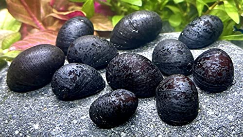 WaterPlants 5 Anthrazit-Napfschnecke, Algenfresser/Stück 1,99€ von WaterPlants