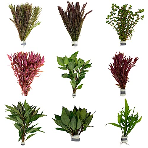 WaterPlants Aquariumpflanzen Set 6 XXL Bunde, Wasserpflanze, Wasserpflanzen, Dicke Bunde, Mehrfarbig von WaterPlants