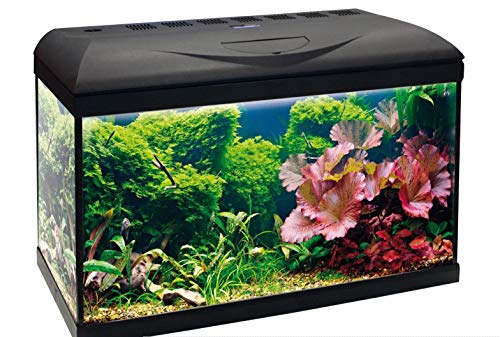 Amtra Basic 60 LED - Komplettes Aquarium mit 65 Litern, 8 Watt Beleuchtung, Innenfilter und Heizung, 60 x 32 x 42 cm von Amtra