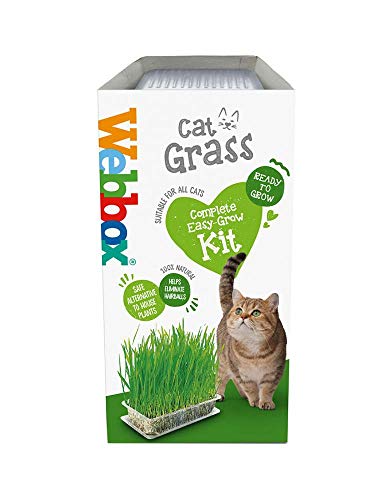 Webbox Katzengras-Set, 120 g von Webbox