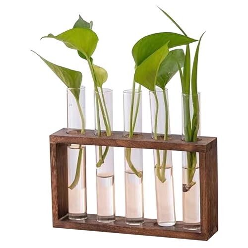 Pflanzenvermehrung Station Terrariumpflanzen Hydroponische Vase 5 Glaspflanzer mit Holzstillstandstöckchen für Pflanzen Desktop/Wand Hanging Plant -Terrarium zur Ausbreitung von Hydroponikpflanzen Di von Wedhapy