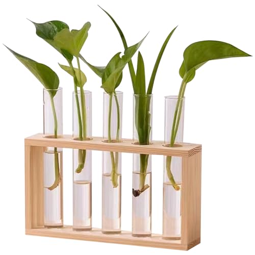 Pflanzenvermehrung Station Terrariumpflanzen Hydroponische Vase 5 Glaspflanzer mit hölzernen Stillstandsröhrchen für Pflanzen Desktop/Wand Hanging Plant -Terrarium zur Vermehrung von Hydroponikpflanz von Wedhapy