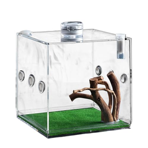 Clear Glass Reptile Container, Clear Reptile Cage | Reptilienwachstum Terrarium,Schwachkiste für kleine Tier mit Atemloch für Schildkröten, Schnecken, Eidechsen und Käfer von Whnbuij