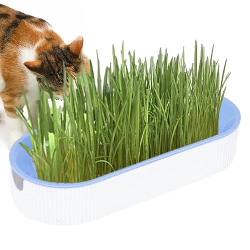 Whnbuij Katzengras Pflanzkasten - Pflanzenzuchtset Hydroponisches Katzengras | Erde - Katzensnacks für Verdauung Tiernahrung Kauen Pflanze Anzuchtset Katzengras für Indoor Kinderzimmer Balkon Terrasse von Whnbuij